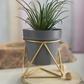 Desk and Table Planter With Gold Stand