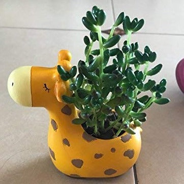 Cartoon Succulent Mini Flower Pot