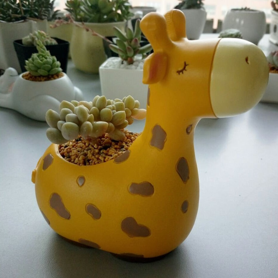 Cartoon Succulent Mini Flower Pot